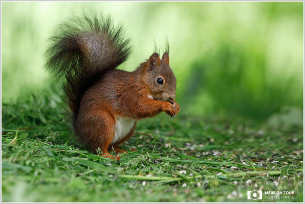 Eichhörnchen  |  Canon EOS-5D Mark IV, EF 300 f/2,8 L IS II USM, ISO 1250, 1/500s, f/4