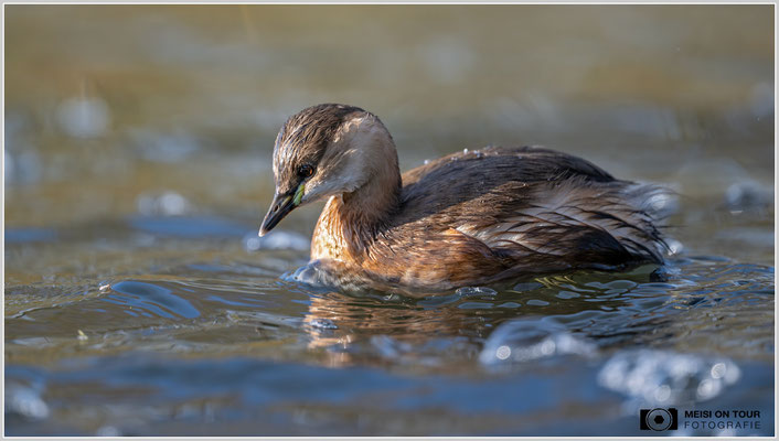 Zwergtaucher  |  Nikon Z9, NIKKOR Z 800 mm 1:6,3 VR S, ISO 2000, 1/2000s, f/6,3