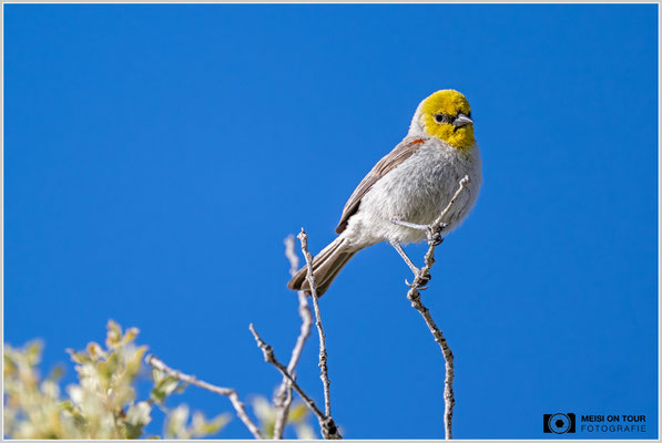 Goldköpfchen im Joshua Tree NP | Nikon Z9, NIKKOR Z 800 mm 1:6,3 VR S mit TC1,4x (1120 mm), ISO 1600, 1/2000s, f/9