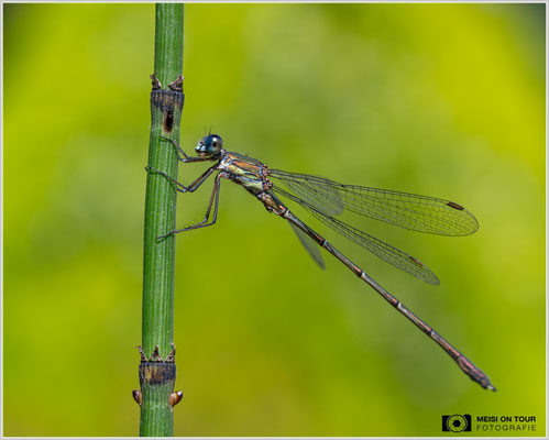 Weidenjungfer |  Nikon Z8, NIKKOR Z MC 105 1:2,8 VR S, ISO 1000, 1/500s, f/13