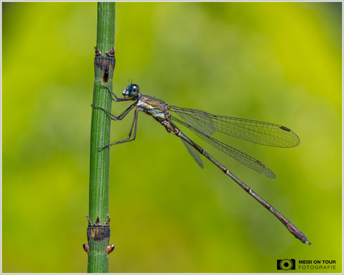 Weidenjungfer |  Nikon Z8, NIKKOR Z MC 105 1:2,8 VR S, ISO 1000, 1/500s, f/13
