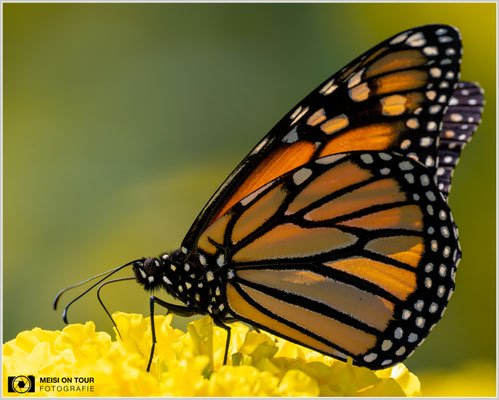 Monarchfalter  |  Nikon Z9, NIKKOR Z 100–400 mm 1:4,5–5,6 VR S mit TC2,0x (610 mm), ISO 640, 1/500s, f/11