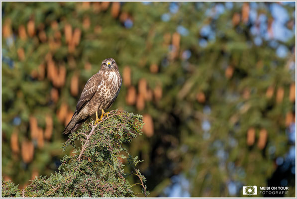 Mäusebussard  |  Nikon Z9, NIKKOR Z 800 mm 1:6,3 VR S mit TC1,4x (1120 mm), ISO 1600, 1/2500s, f/9