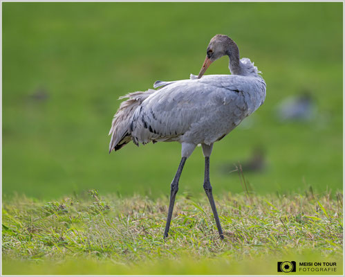 Grauer Kranich Jungtier |  Nikon Z9, NIKKOR Z 800 mm 1:6,3 VR S mit TC2,0x (1600 mm), ISO 3600, 1/1250s, f/13
