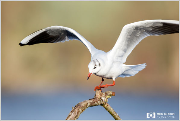 Lachmöwe  |  Canon EOS-7D Mark II, EF 300 f/2,8 L IS II USM mit Telekonverter 1,4x (420 mm), ISO 800, 1/2500s, f/4, Freihand