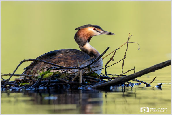 Haubentaucher  |  Canon EOS R6, EF 300 f/2,8 L IS II USM mit Telekonverter 2x (600 mm), ISO 800, 1/500s, f/7,1