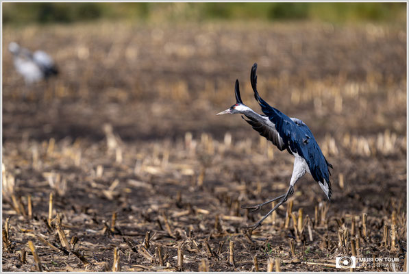 Kranich bei der Landung  |  Nikon Z9, NIKKOR Z 800 mm 1:6,3 VR S, ISO 360, 1/1250s, f/6,3