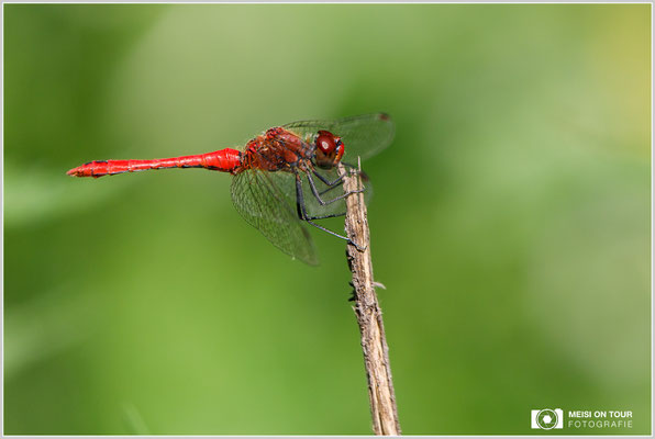 Blutrote Heidelibelle  |  Canon EOS-5D Mark IV, EF 300 f/2,8 L IS II USM mit Telekonverter 2x III (600 mm), ISO 640, 1/1000s, f/8, Einbeinstativ