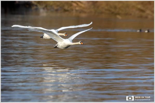Höckerschwäne  |  Canon EOS R6, EF 300 f/2,8 L IS II USM mit Telekonverter 2x (600 mm), ISO 800, 1/4000s, f/7,1