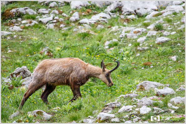 Gams  |  Canon EOS-7D Mark II, EF-S 55-250 f/5,6 IS STM, ISO 400, 1/500s, f/7,1