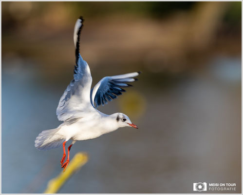 Lachmöwe  |  Canon EOS R6, EF 300 f/2,8 L IS II USM mit Telekonverter 2x (600 mm), ISO 800, 1/1600s, f/6,3