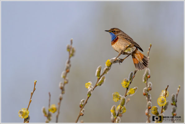 Blaukehlchen  |  Nikon Z9, NIKKOR Z 800 mm 1:6,3 VR S mit TC1,4x (1120 mm), ISO 1100, 1/2000s, f/9