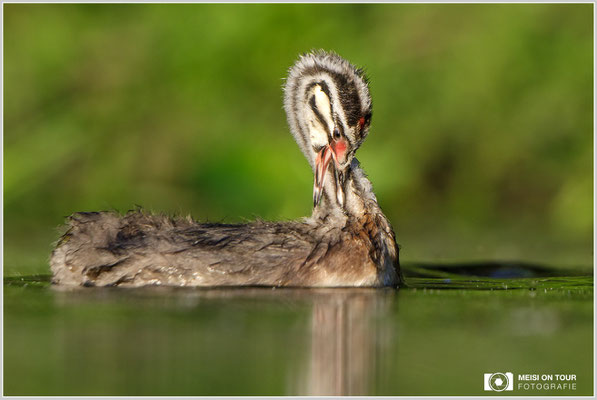 Haubentaucher  |  Canon EOS-5D Mark IV, EF 300 f/2,8 L IS II USM mit Telekonverter 2x (600 mm), ISO 800, 1/2000s, f/6,3, Reissack, Winkelsucher