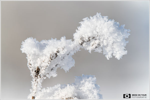 Eiskristalle Tannheimer Tal  |  Nikon Z8, Sony FE 70-200mm F4 Macro G OSS II mit Sony Konverter 1,4 (280mm), ISO 100, 1/320s, f/8 Stack 22 Bilder