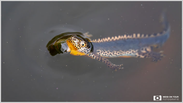 Bergmolch |  Nikon Z8, NIKKOR Z 100–400 mm 1:4,5–5,6 VR S (400 mm), ISO 2200, 1/1250s, f/5,6