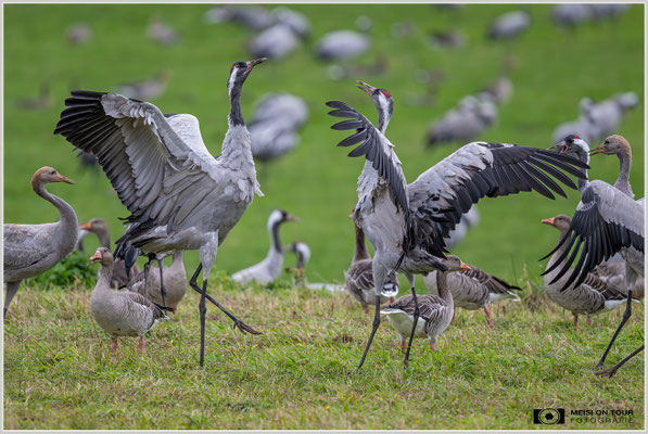 Graue Kraniche  |  Nikon Z9, NIKKOR Z 800 mm 1:6,3 VR S, ISO 2500, 1/1600s, f/7,1