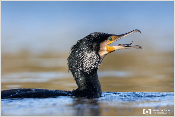 Kormoran  |  Canon EOS R6, EF 300 f/2,8 L IS II USM mit Telekonverter 2x (600 mm), ISO 800, 1/1600s, f/7,1
