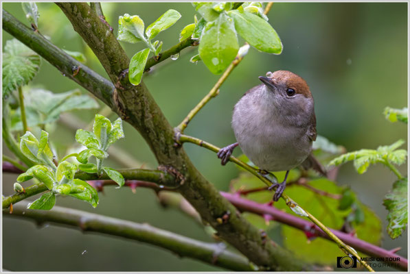 Mönchsgrasmücken Weibchen  |  Nikon Z9, NIKKOR Z 800 mm 1:6,3 VR S mit TC1,4x (1120 mm), ISO 4500, 1/1000s, f/9