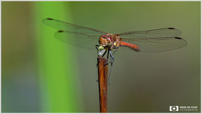 Große Heidelibelle |  Nikon Z9, NIKKOR Z 100–400 mm 1:4,5–5,6 VR S (340 mm), ISO 1800, 1/5000s, f/7,1