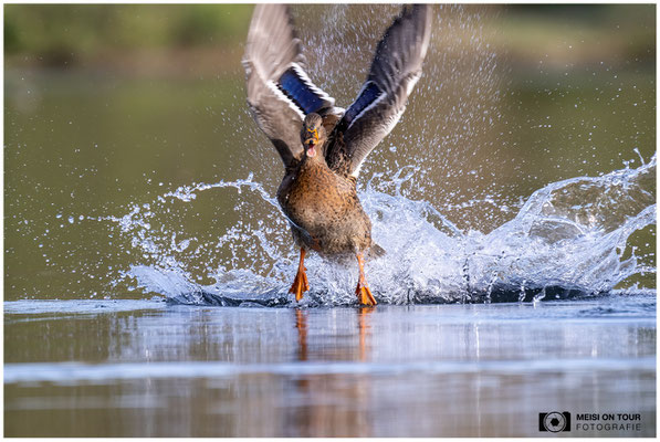 Stockente  |  Nikon Z9, NIKKOR Z 100-400 mm 1:4,5–5,6 VR S mit TC2,0x (800 mm), ISO 1600, 1/800s, f/11