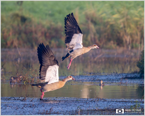 Nilgänse  |  Nikon Z9, NIKKOR Z 800 mm 1:6,3 VR S mit TC1,4x (1120 mm), ISO 3200, 1/1250s, f/9
