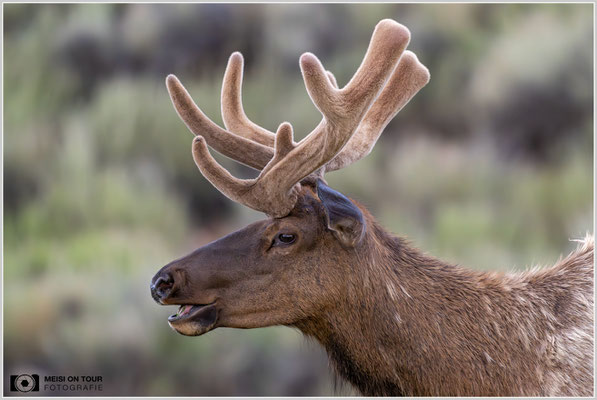 Wapiti in Tusayan | Nikon Z9, NIKKOR Z 800 mm 1:6,3 VR S mit TC1,4x (1120 mm), ISO 7200, 1/800s, f/9