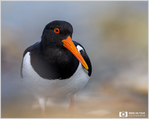 Austernfischer  |  Nikon Z9, NIKKOR Z 800 mm 1:6,3 VR S, ISO 900, 1/2000s, f/6,3