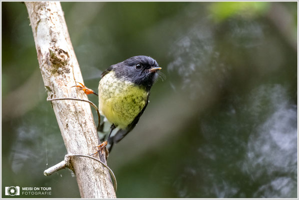 Maorischnäpper  |  Nikon Z9, NIKKOR Z 100–400 mm 1:4,5–5,6 VR S (400 mm), ISO 6400, 1/250s, f/5,6