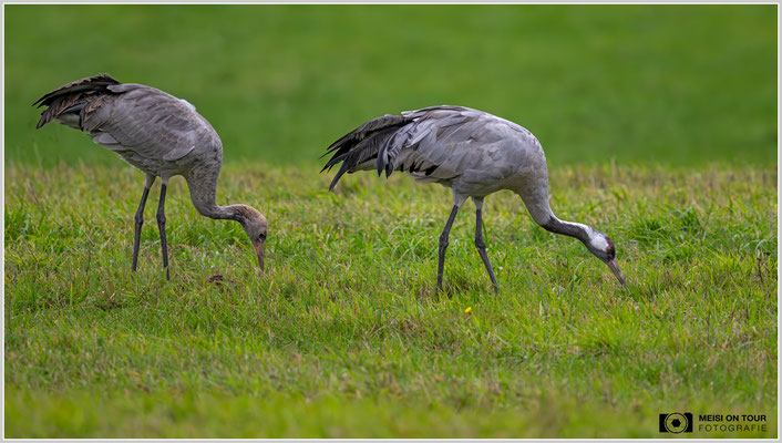 Kranichelternteil und Jungtier  |  Nikon Z9, NIKKOR Z 800 mm 1:6,3 VR S, ISO 3200, 1/2000s, f/7,1