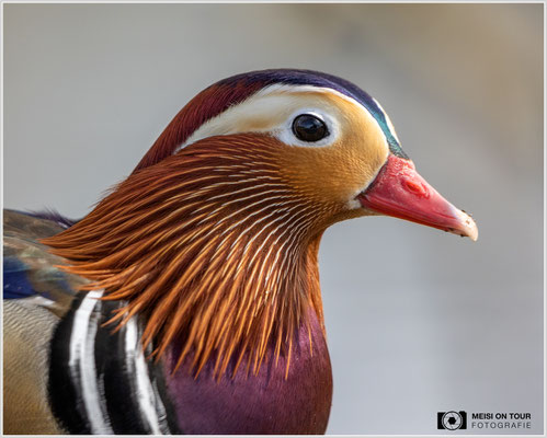 Mandarinente  |  Canon EOS R6, EF 300 f/2,8 L IS II USM mit Telekonverter 2x (600 mm), ISO 1600, 1/1600s, f/7,1