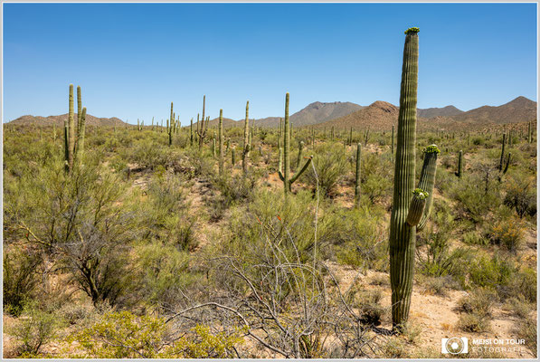 Saguaro NP | Nikon Z8, NIKKOR Z 24-120 mm 1:4 S (24 mm), ISO 100, 1/80, f/16