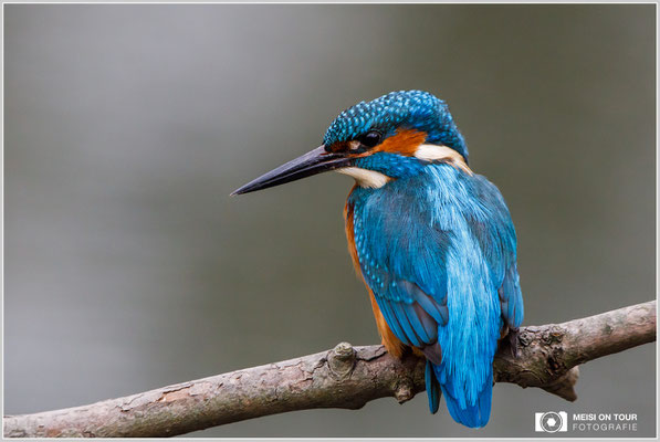 Eisvogel  |  Canon EOS-5D Mark IV, EF 300 f/2,8 L IS II USM mit Telekonverter 2x III (600 mm), ISO 3200, 1/2000s, f/7,1, Einbeinstativ
