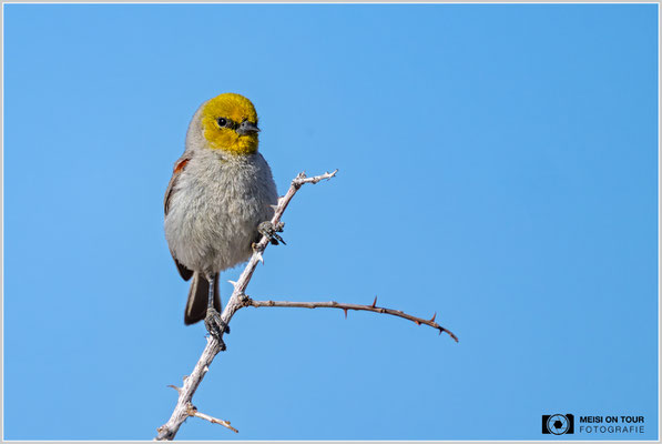 Goldköpfchen im Joshua Tree NP | Nikon Z9, NIKKOR Z 800 mm 1:6,3 VR S mit TC1,4x (1120 mm), ISO 360, 1/2000s, f/9