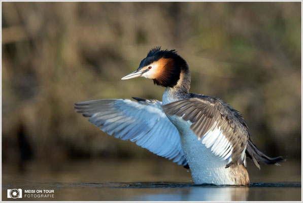 Haubentaucher  |  Canon EOS R6, EF 300 f/2,8 L IS II USM mit Telekonverter 2x (600 mm), ISO 1600, 1/1000s, f/7,1