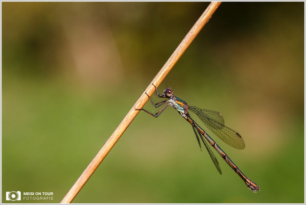 Weidenjungfer  |  Canon EOS-6D Mark, Sigma 150 f/2,8 Makro DG OS HSM, ISO 800, 1/640s, f/10, Einbeinstativ