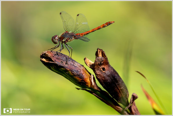 Große Heidelibelle  |  Nikon Z9, NIKKOR Z 100–400 mm 1:4,5–5,6 VR S (400 mm), ISO 400, 1/640s, f/8