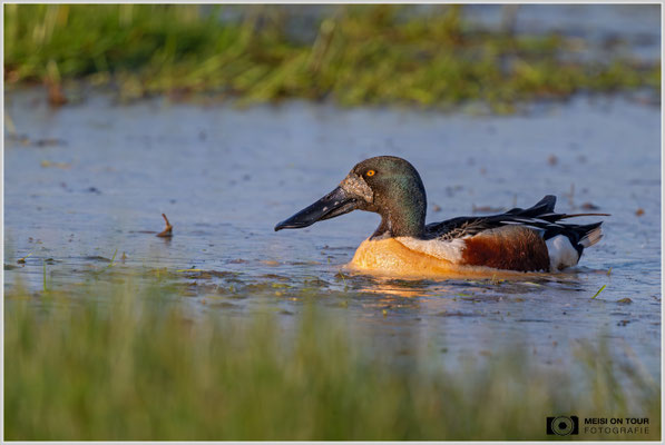 Löffelenten  |  Nikon Z8, NIKKOR Z 800 mm 1:6,3 VR S mit TC1,4x (1120 mm), ISO 1600, 1/3200s, f/9