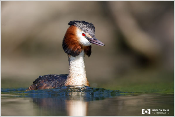 Haubentaucher  |  Canon EOS-5D Mark IV, EF 300 f/2,8 L IS II USM mit Telekonverter 2x (600 mm), ISO 800, 1/2000s, f/5,6, Reissack, Winkelsucher