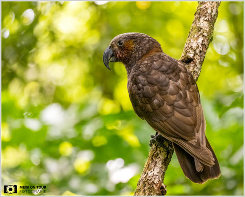 Kaka auf Kapiti Island - Neuseelandreise  |  Nikon Z9, NIKKOR Z 100–400 mm 1:4,5–5,6 VR S (290 mm), ISO 6400, 1/500s, f/5,3