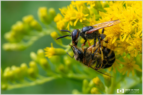 Bienenwolf mit erbeuteter Biene |  Nikon Z8, NIKKOR Z MC 105 1:2,8 VR S, ISO 4000, 1/1250s, f/13