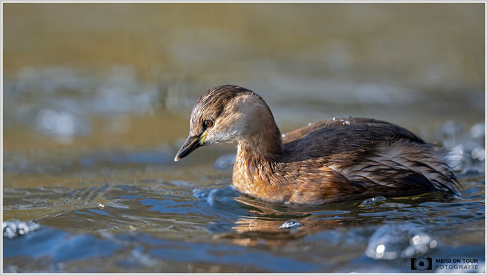 Zwergtaucher  |  Nikon Z9, NIKKOR Z 800 mm 1:6,3 VR S, ISO 2200, 1/2000s, f/6,3