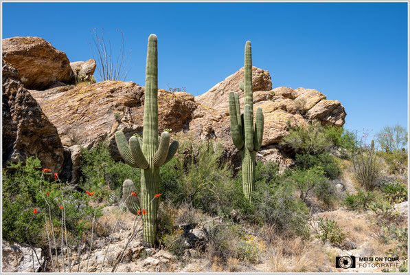 Saguaro-Kakteen | Nikon Z8, NIKKOR Z 24-120 mm 1:4 S (32 mm), ISO 100, 1/60, f/16