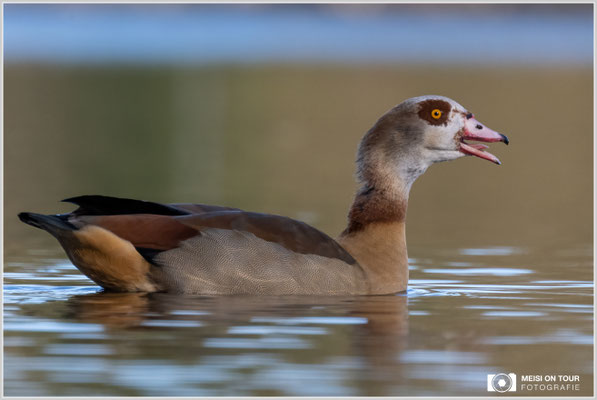 Nilgans  |  Nikon Z9, NIKKOR Z 100–400 mm 1:4,5–5,6 VR S mit TC2,0x (800 mm), ISO 1600, 1/1000s, f/11