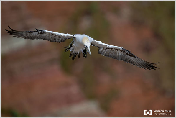 Basstölpel  |  Nikon Z9, NIKKOR Z 800 mm 1:6,3 VR S, ISO 400, 1/1600s, f/6,3
