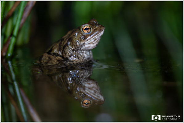 Erdkröte im Teich bei Nacht  |  Nikon Z8, NIKKOR Z 100-400 mm 1:5,6 S (400mm), ISO 6400, 1/50s, f/5,6
