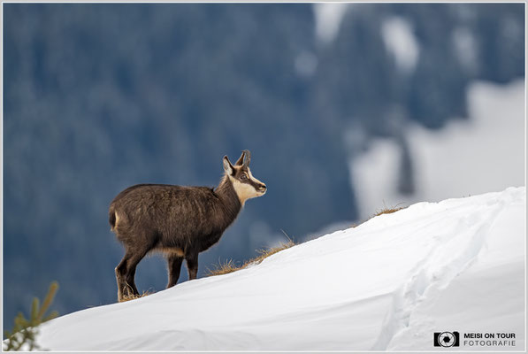 Gams bei der Futtersuche  |  Nikon Z9, NIKKOR Z 800 mm 1:6,3 VR S, ISO 1400, 1/1250s, f/6,3