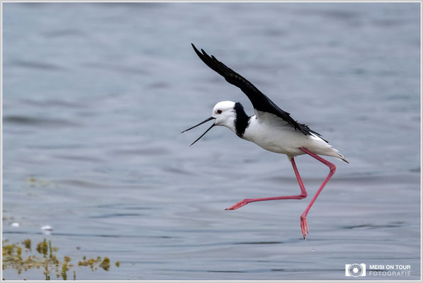 Stelzenläufer  |  Nikon Z9, NIKKOR Z 100–400 mm 1:4,5–5,6 VR S mit TC2,0x (410 mm), ISO 2500, 1/2000s, f/11