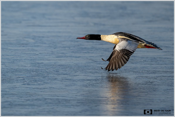 Gänsesäger Männchen im Flug  |  Nikon Z9, NIKKOR Z 800 mm 1:6,3 VR S, ISO 640, 1/3200s, f/6,3