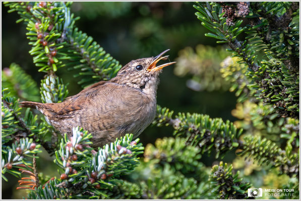 Zaunkönig  |  Nikon Z8, NIKKOR Z 100-400 mm mit TC1,4x 1:5,6 S (560mm), ISO 4500, 1/640s, f/11
