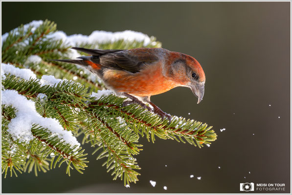 Fichtenkreuzschnabel  |  Nikon Z9, NIKKOR Z 800 mm 1:6,3 VR S, ISO 1600, 1/1600s, f/6,3